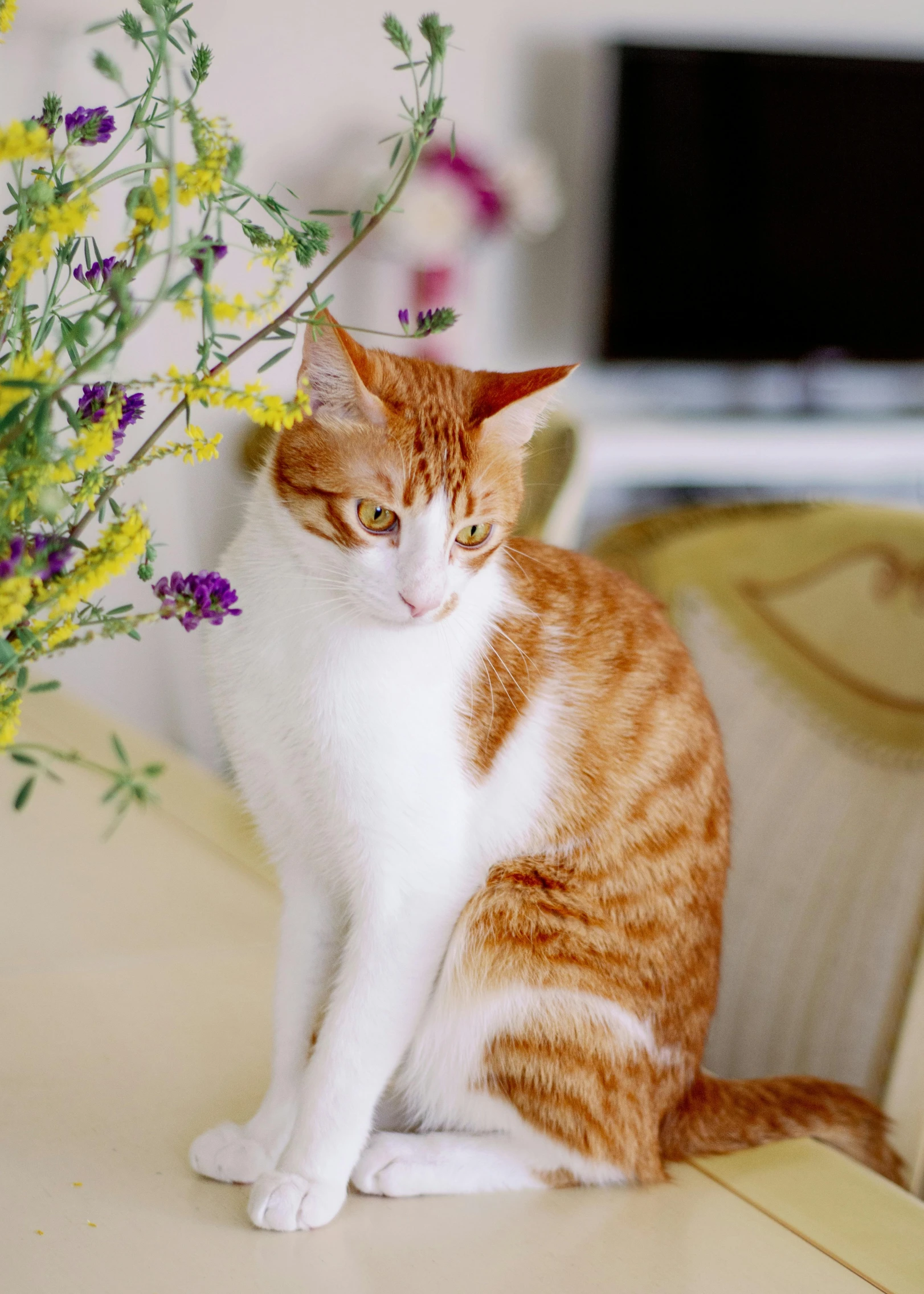 a orange and white cat sitting next to some purple flowers