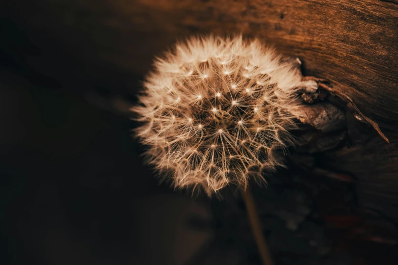 a dandelion is in the air on a table