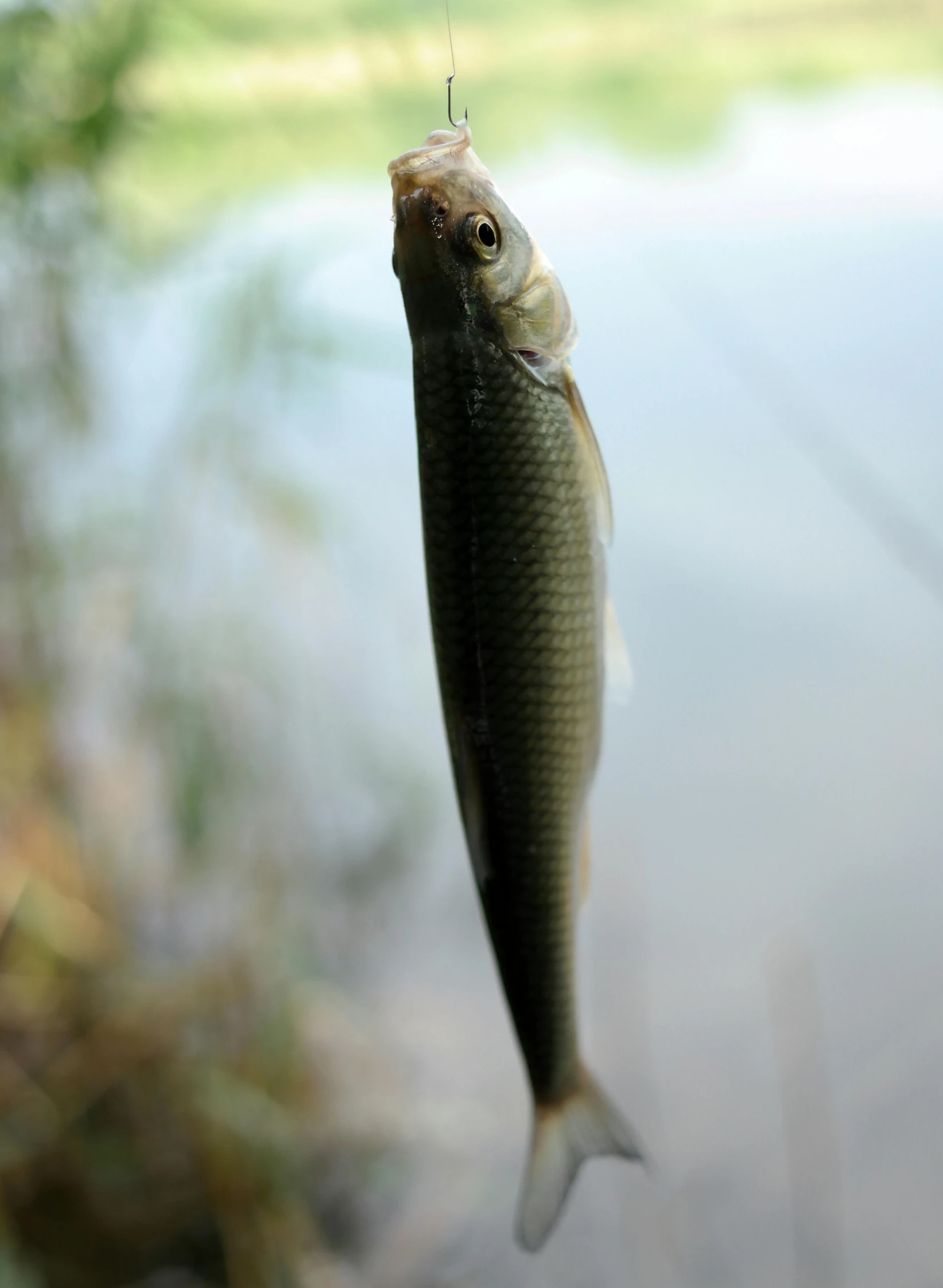 a fish that is hanging from a hook