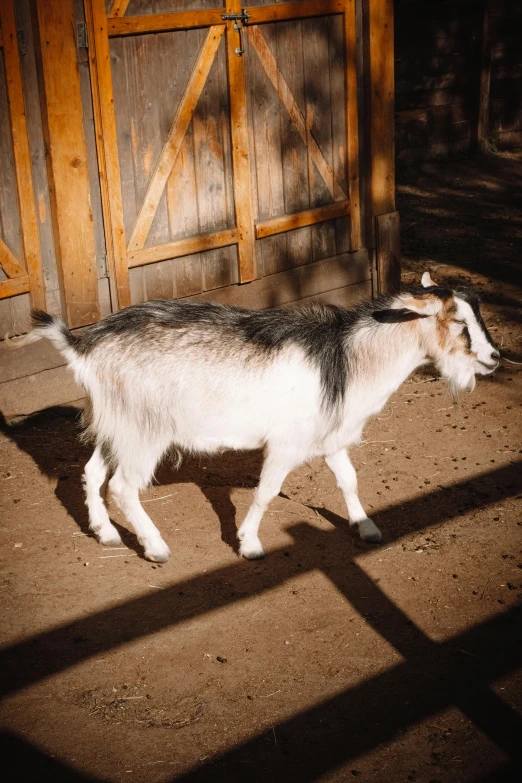 a small baby goat on the pavement near a building