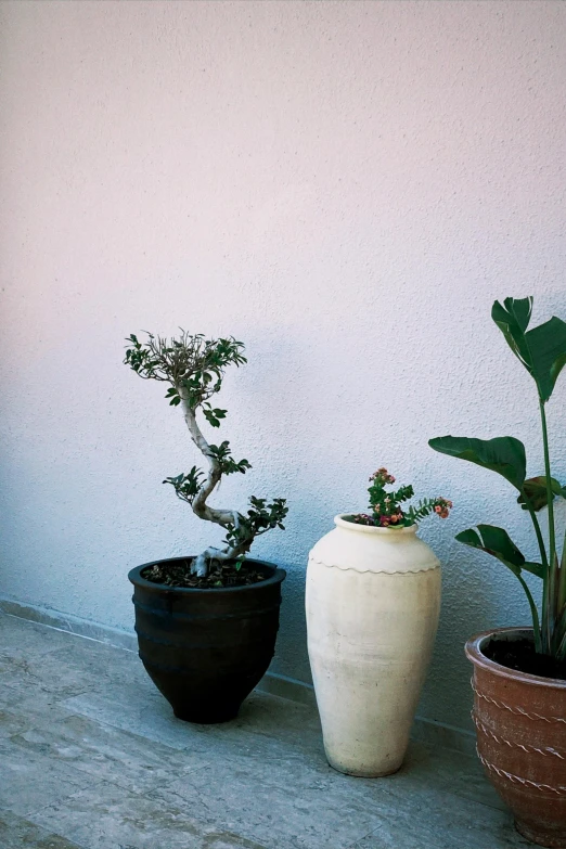 there are three potted plants on this table