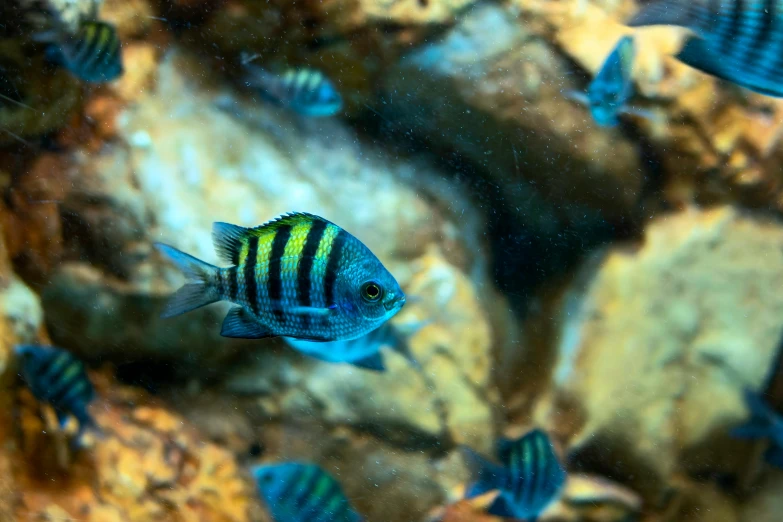 small colorful fish in an aquarium tank