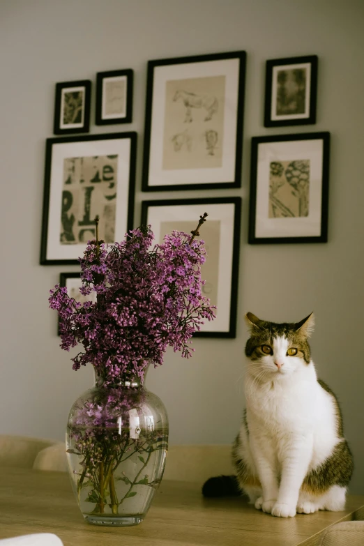 a cat sitting on a table in front of a vase with purple flowers