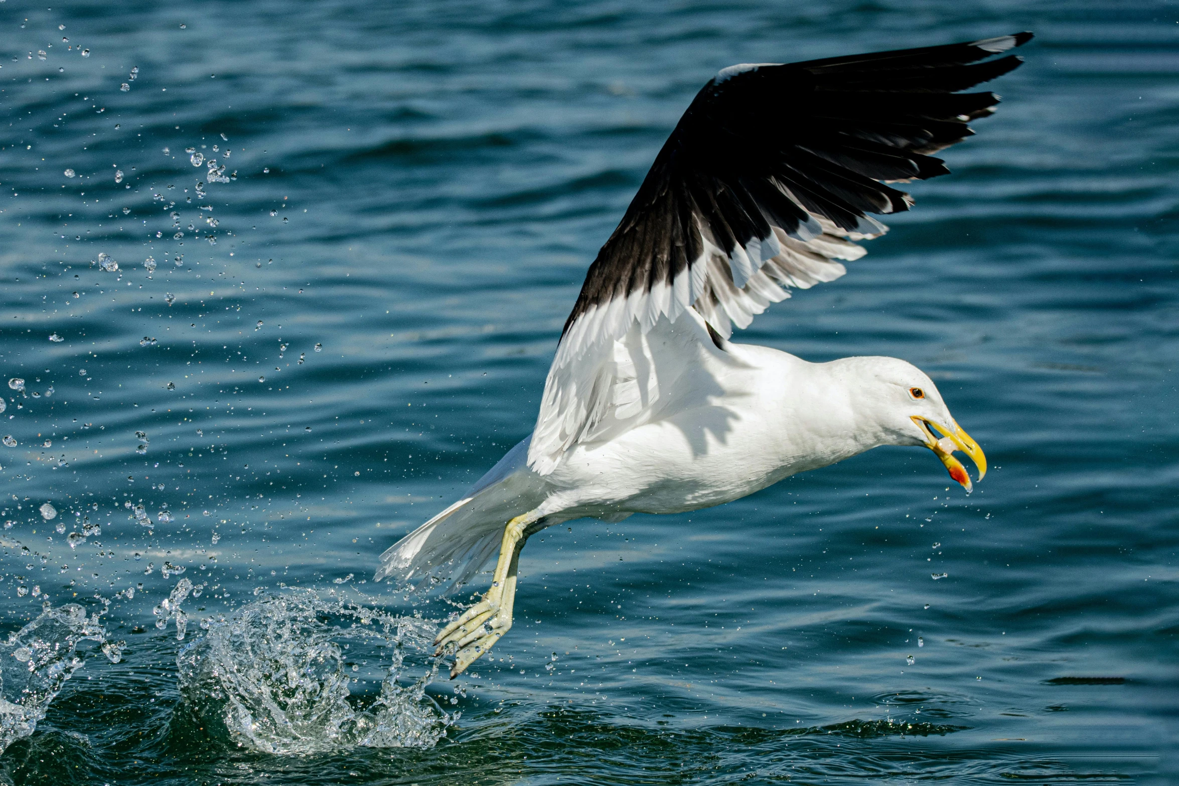 a large white and black bird flying over water