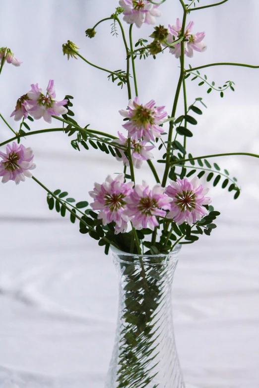 several thin white and pink flowers in a clear glass vase