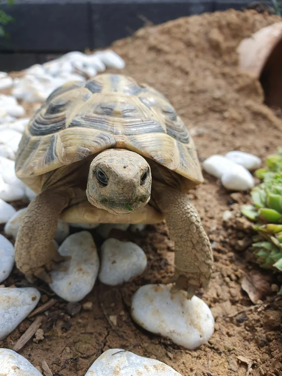 a tortoise crawling across some white rocks and grass