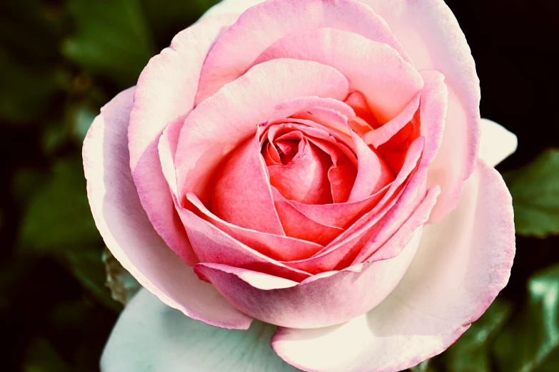 an unfurled pink rose in a garden