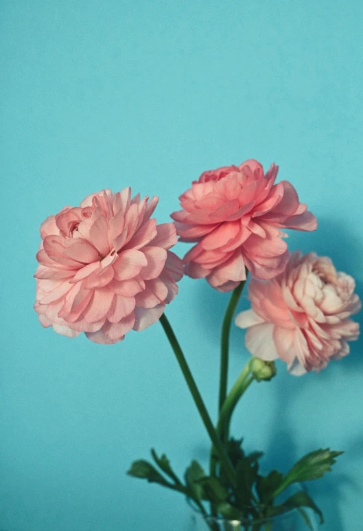 three large flowers are in a glass vase