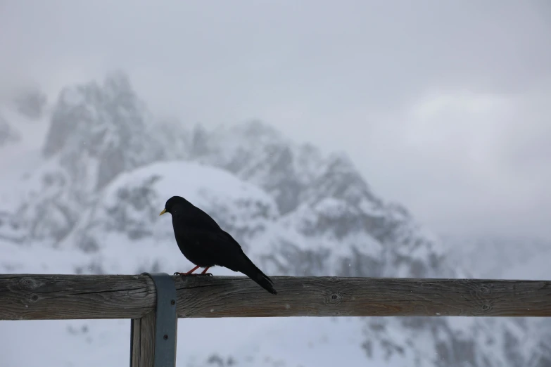 a bird is perched on top of a fence