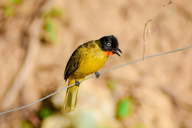 a small bird perched on a twig