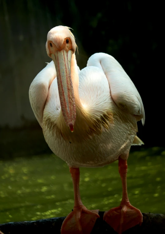 this bird has a very large bill and red legs