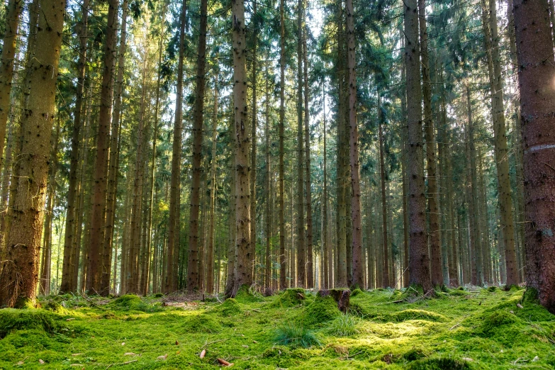 the forest floor is lush and covered in green grass