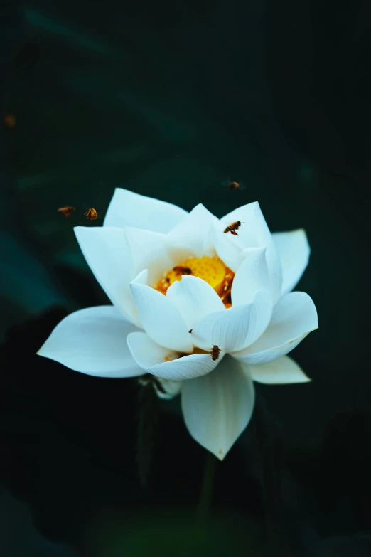 a white flower is in the water next to a small bug