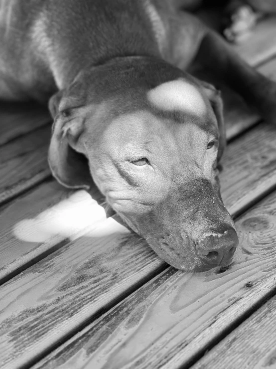 a close up of a dog on a wooden floor