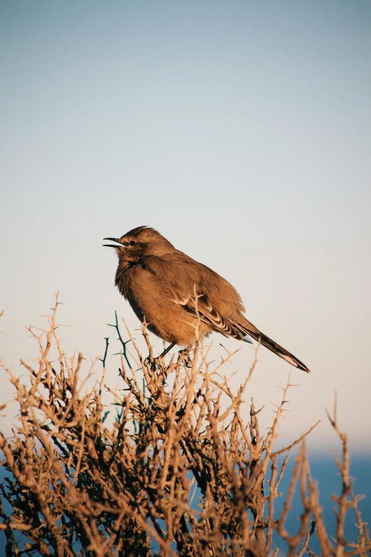 a bird perched on top of some nches