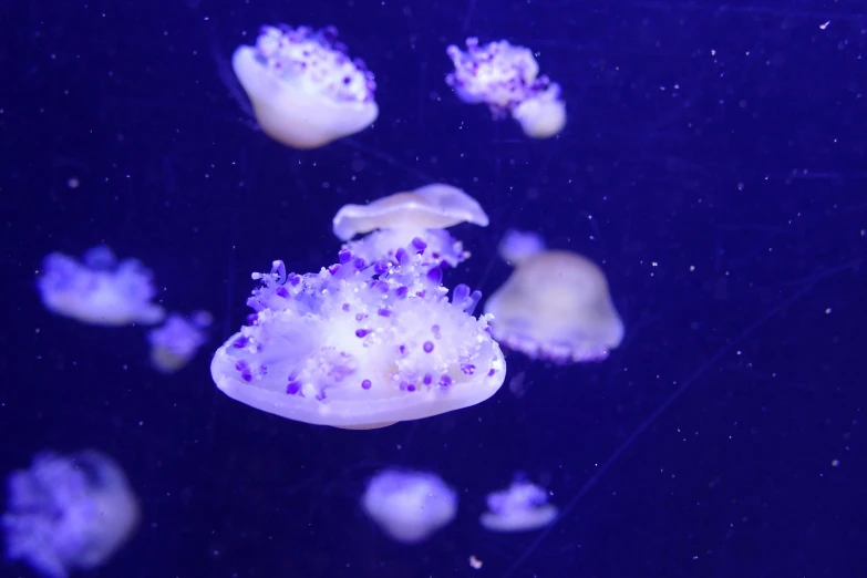 purple and white sea animals floating under water