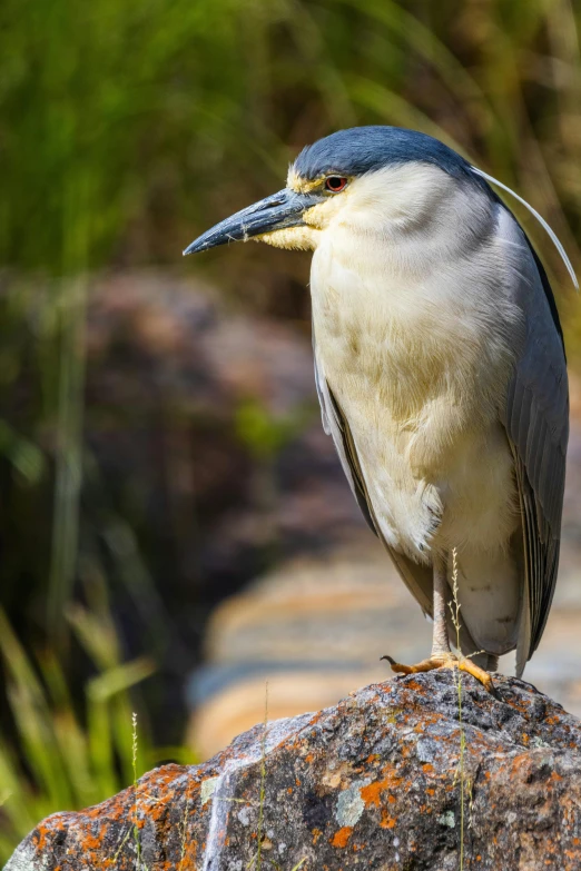 a blue and white bird on top of a rock