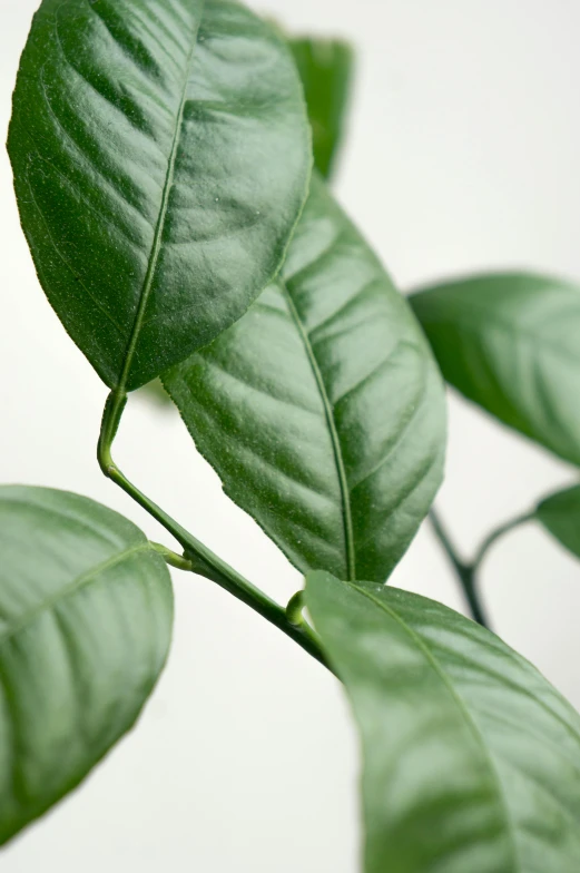 the green leaves on the tree are very thick