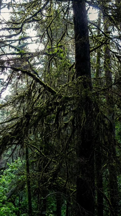 this is an image of a tree in the forest