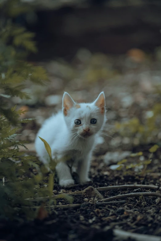 a little white kitten is walking through the leaves