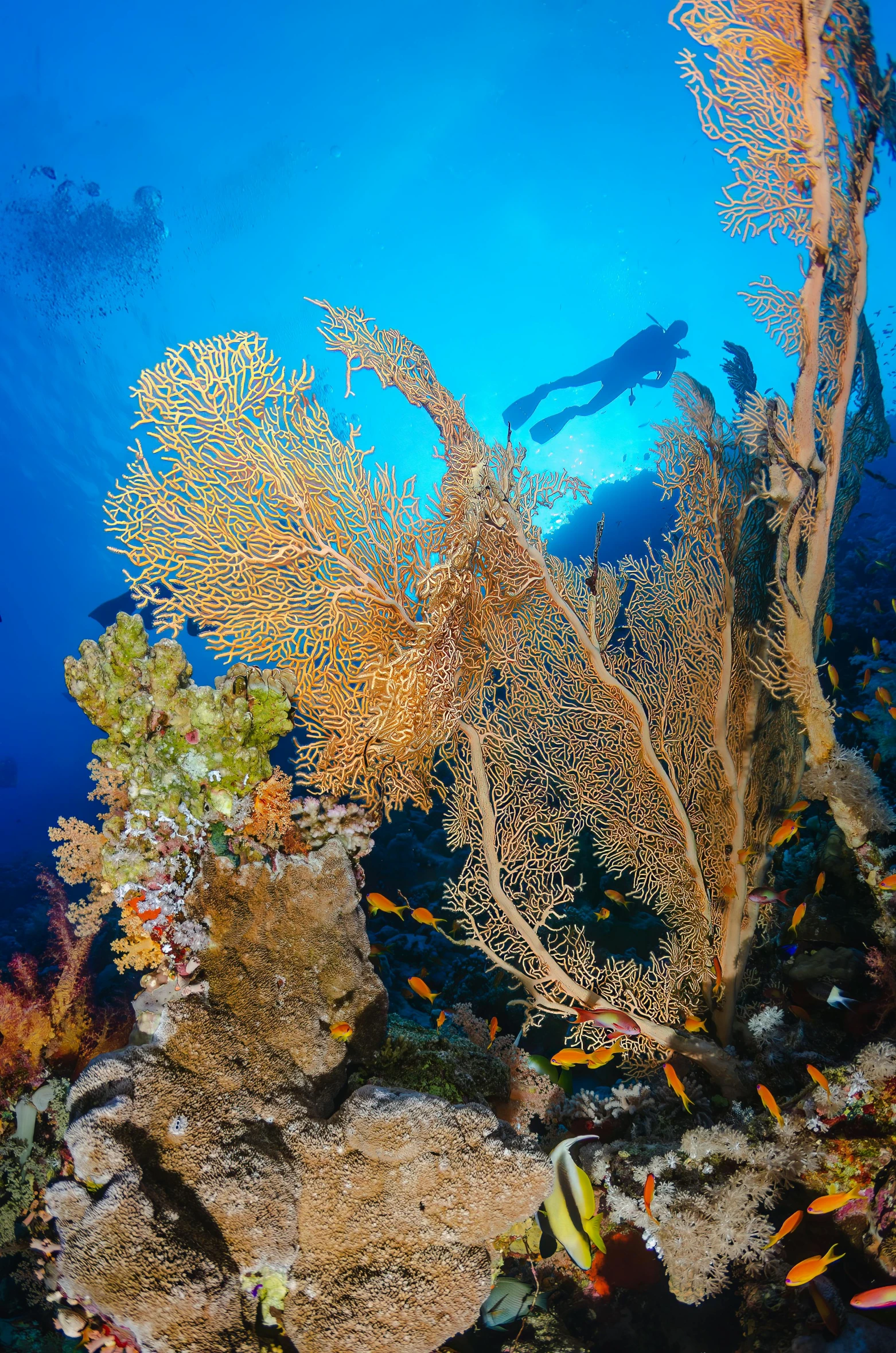 underwater pograph of seaweed and scuba on a coral reef