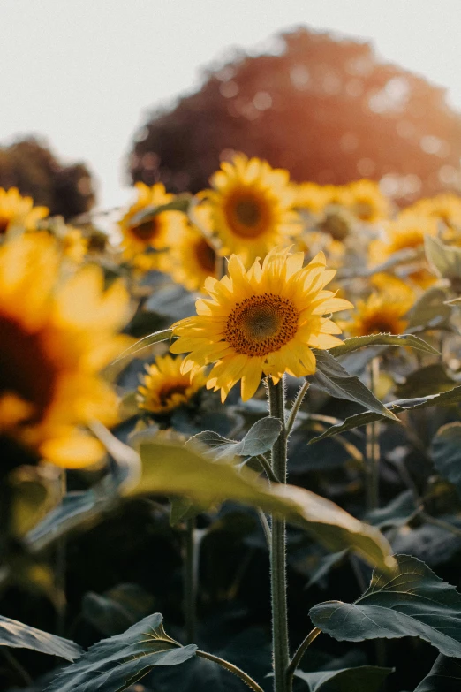 the sun is shining on the sunflowers in the field