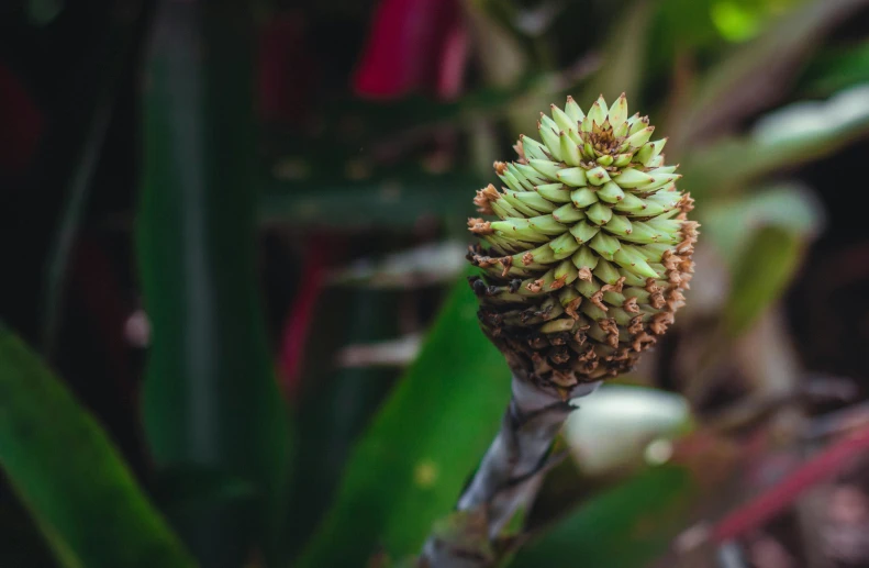 a green flower blooming on the stem of a plant