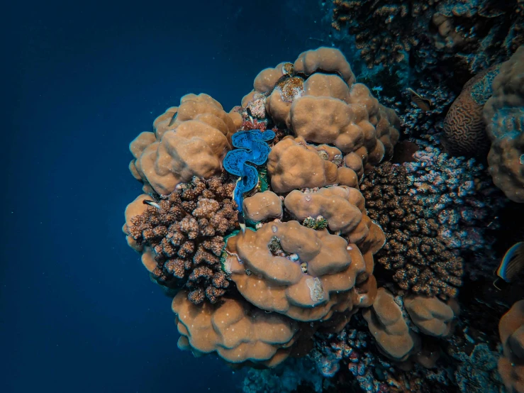 this is a group of blue fish on a coral