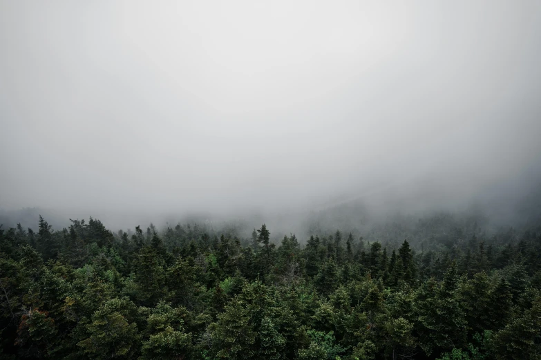 the foggy day of a forested area