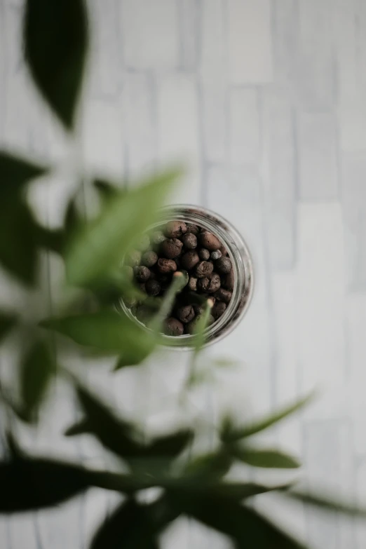 plants in a glass cup with black coffee beans