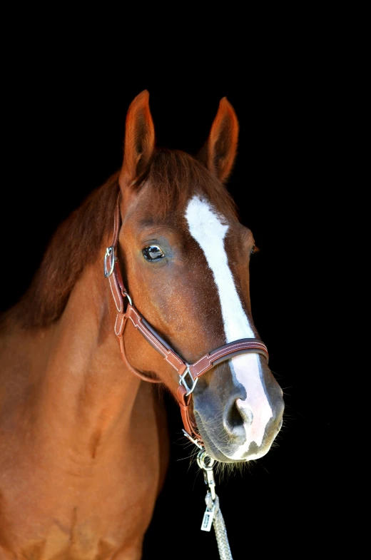 the horse is looking back as he wears its bridle