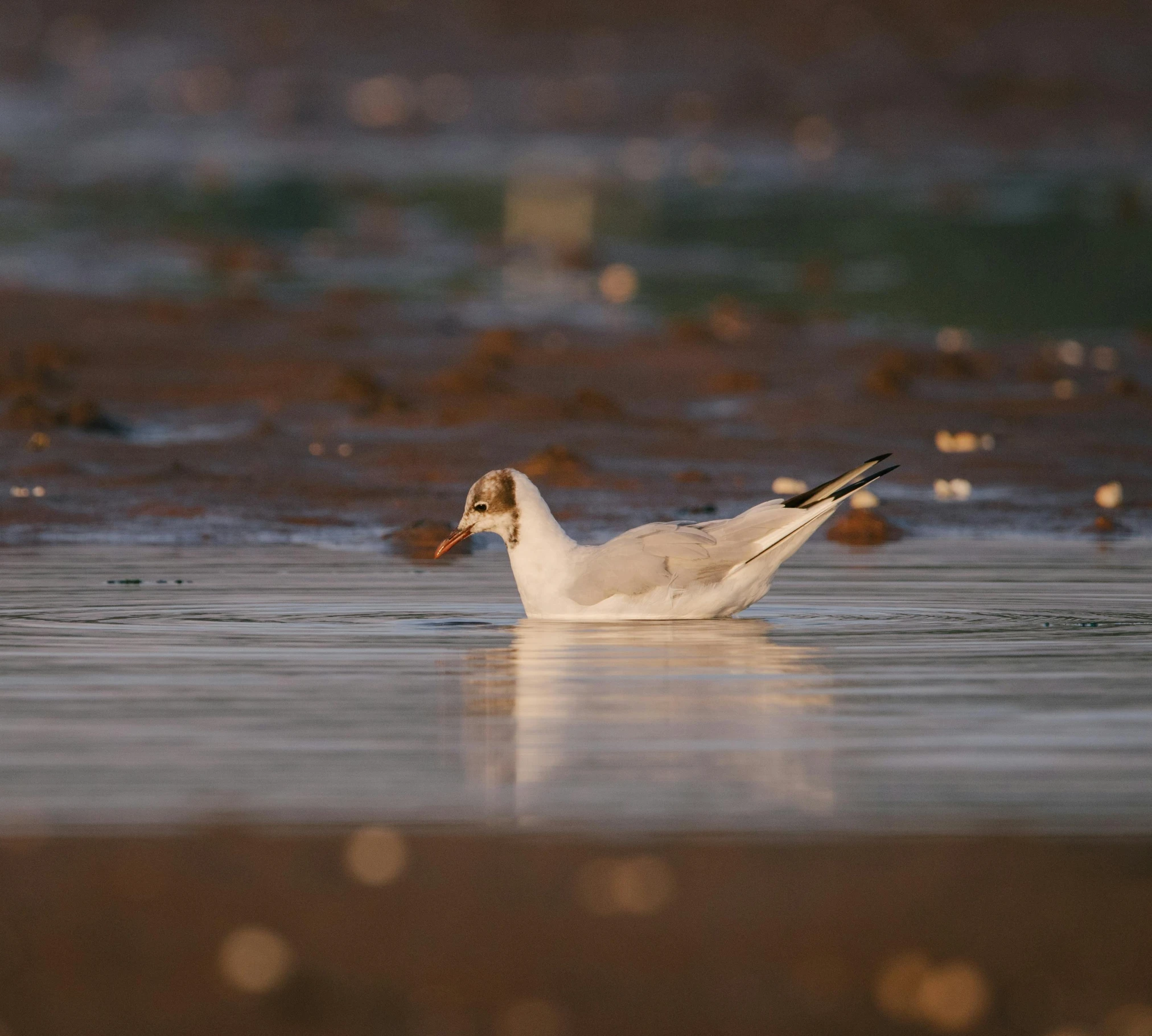 a white duck swimming in the ocean with blurry waves