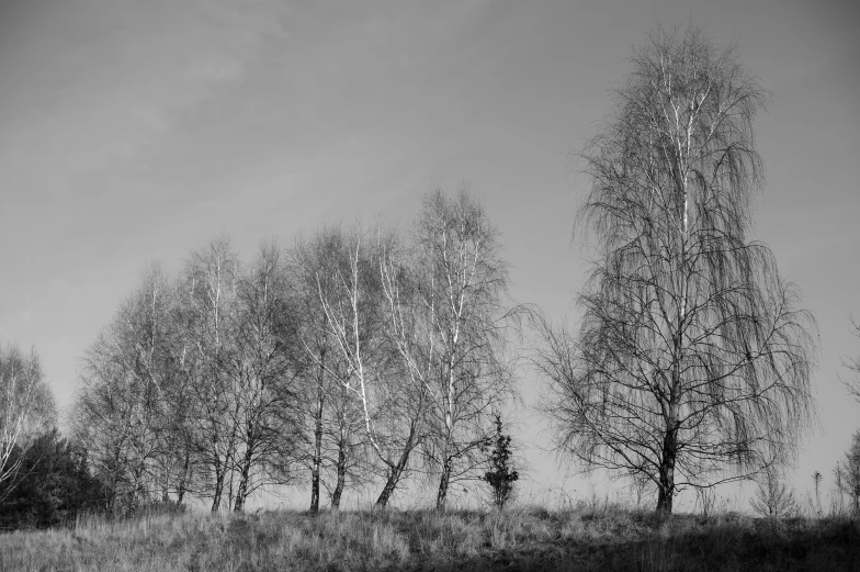 trees with lots of leaves stand in the grass