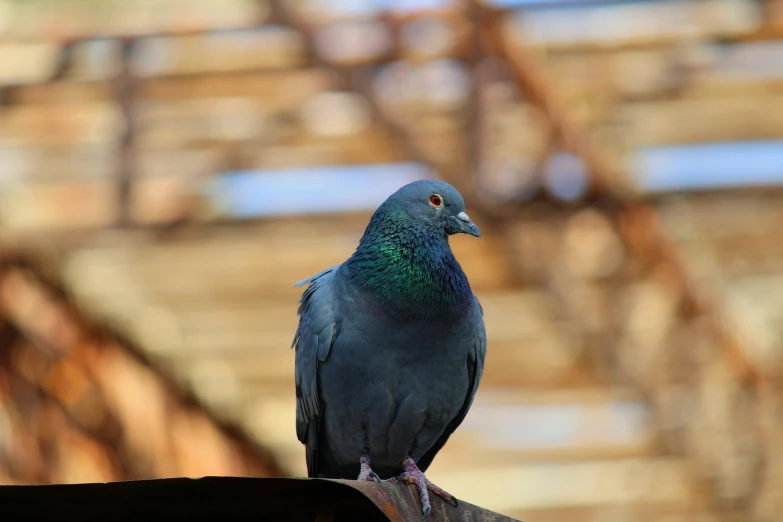 the bird is perched on the railing of the building