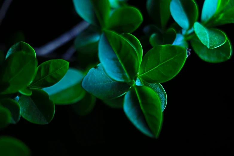 green leaves are glowing against a black background
