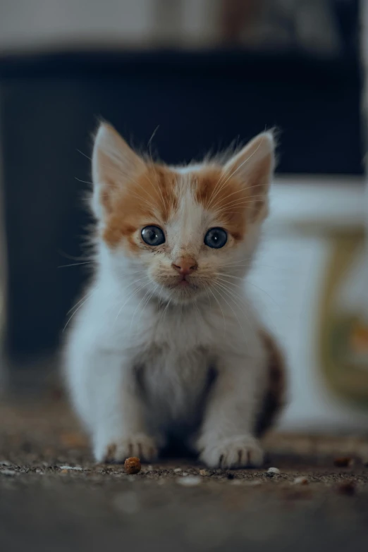 a small kitten sitting on top of a rug
