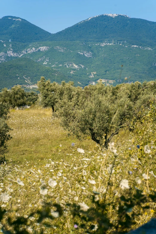 a lush, green field is pictured in front of mountain