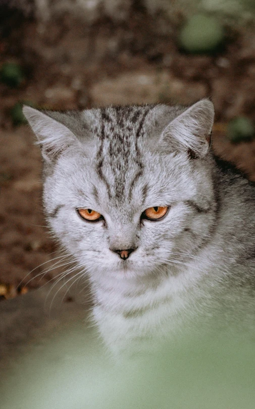 a cat is sitting looking over its shoulder