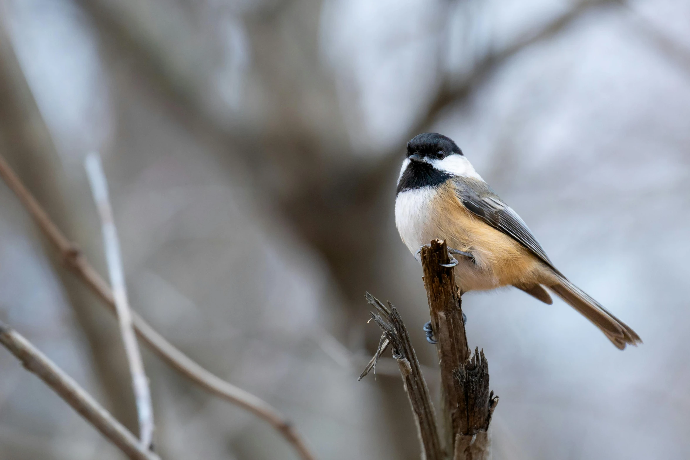 a small bird is sitting on top of a twig