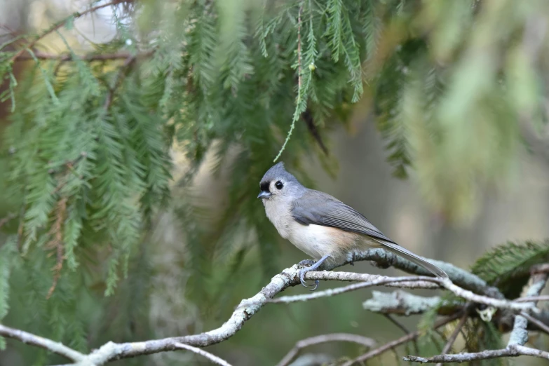 a gray bird perched on top of a nch in a tree