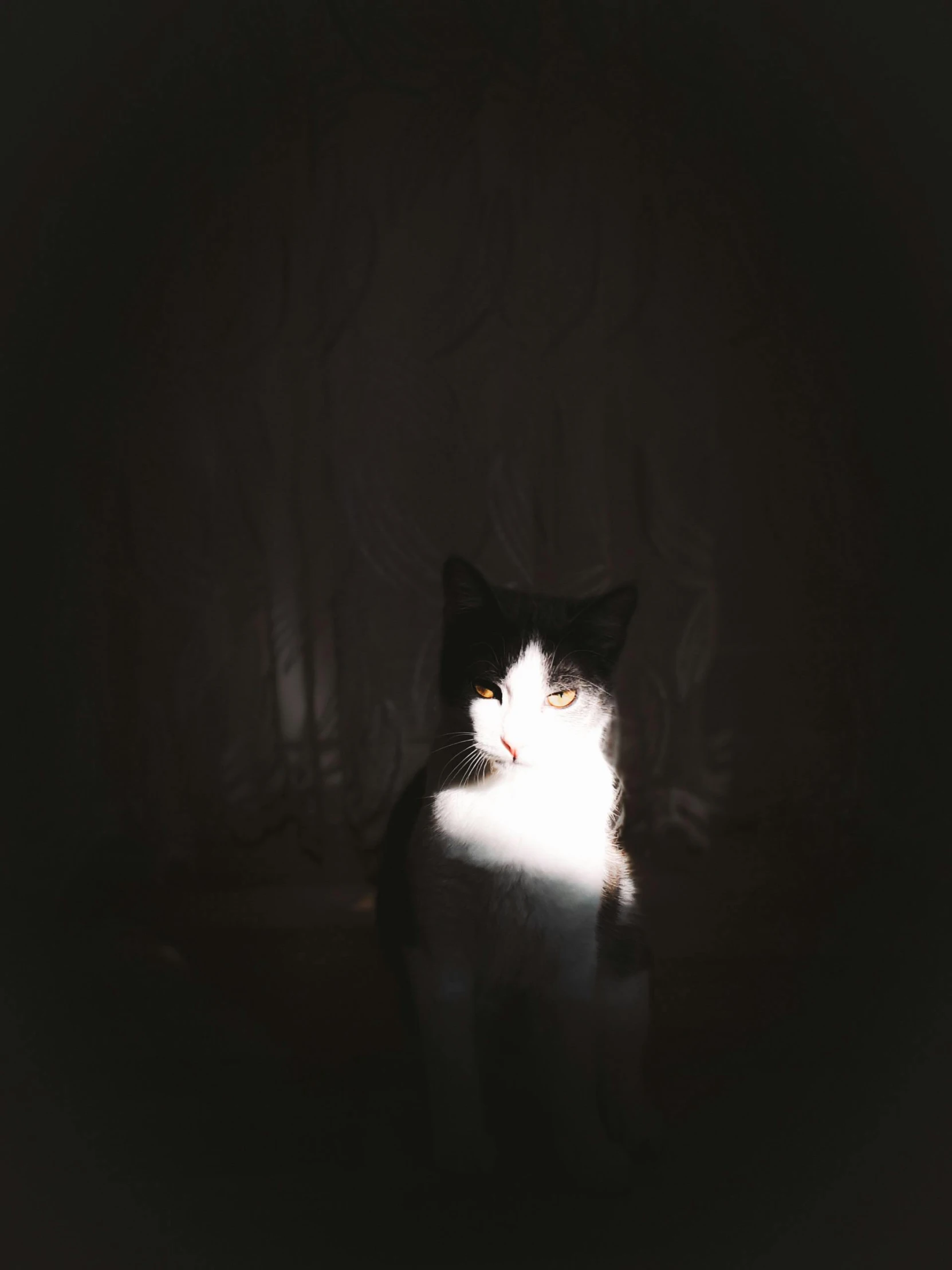 black and white cat sitting in front of a dark background