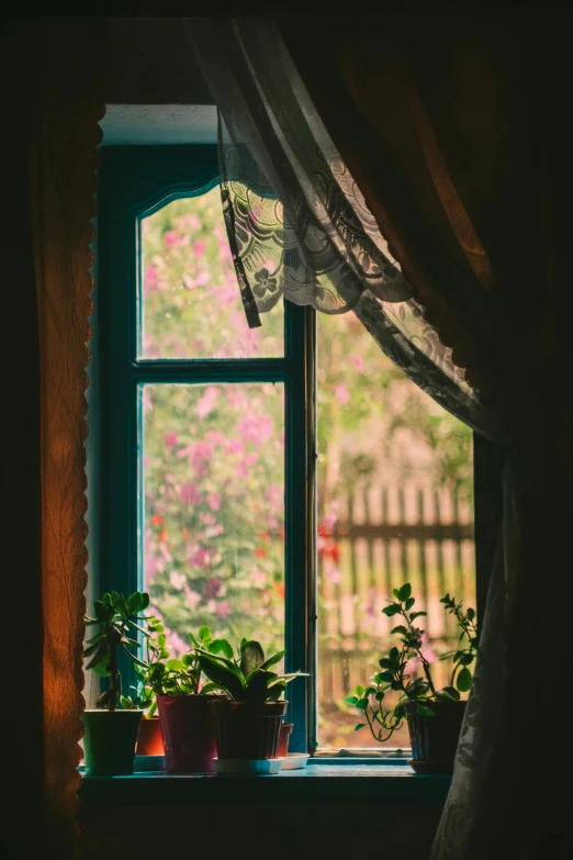 there are three plants sitting on the windowsill