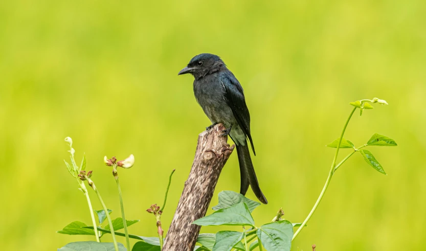 a small black bird perched on top of a wooden stick