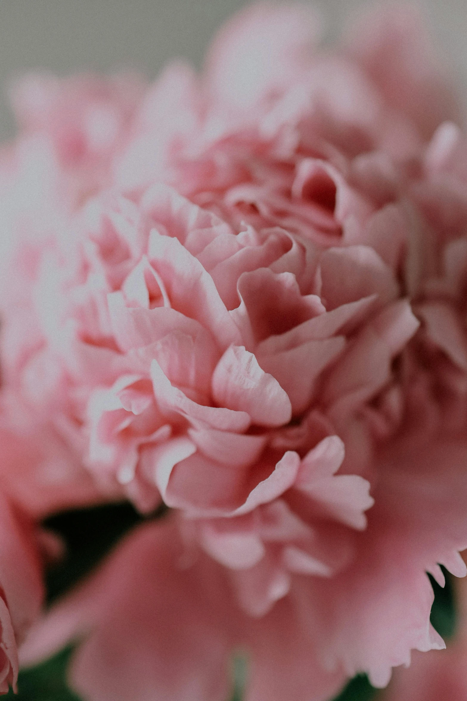 closeup view of pink flowers with green leaves