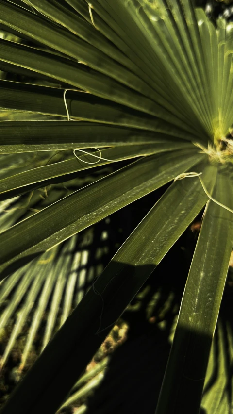 a large green palm leaf with small drawings on it