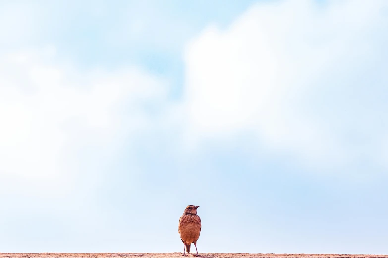 the small bird is sitting on the top of the hill