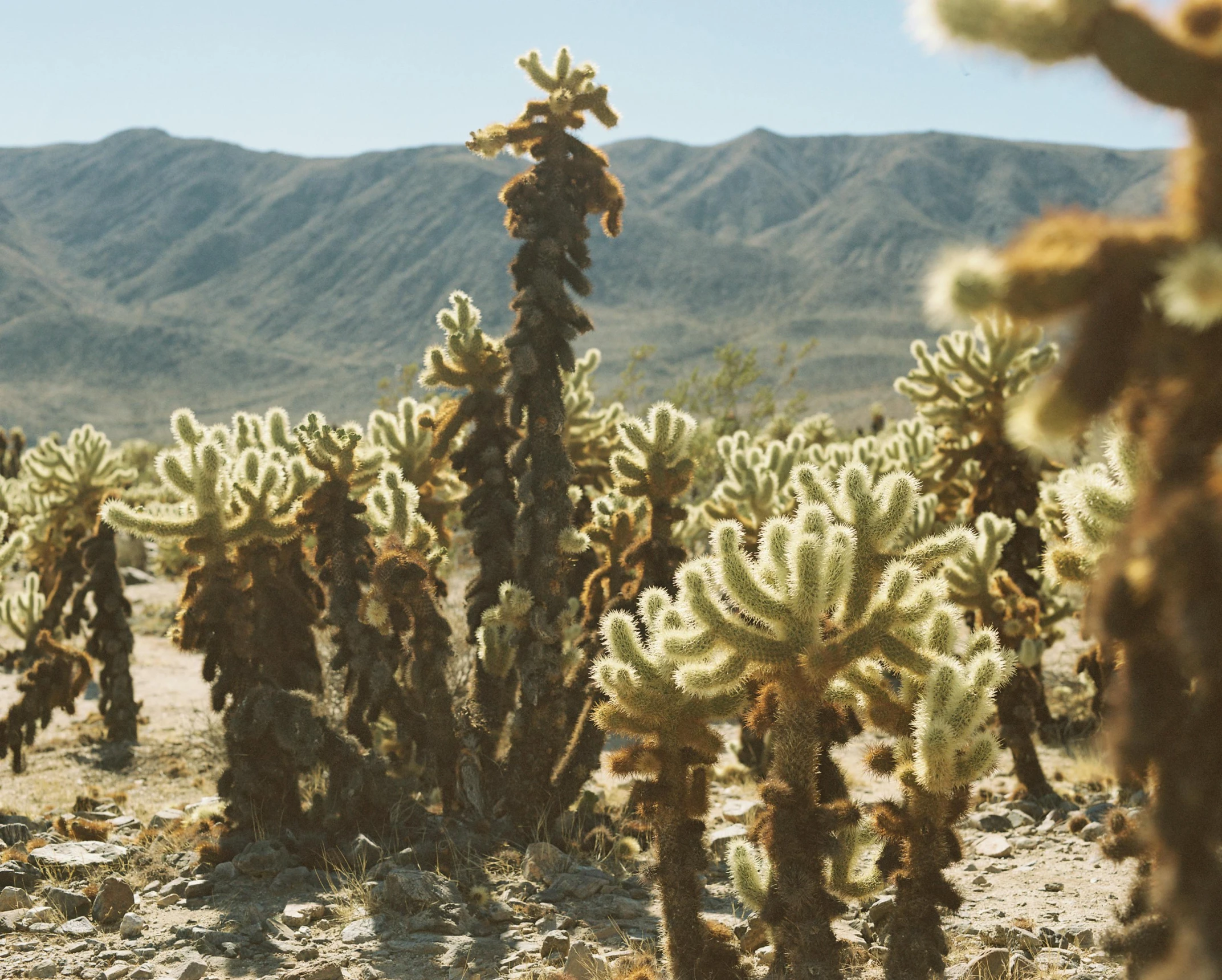 an image of the desert with cactus plants