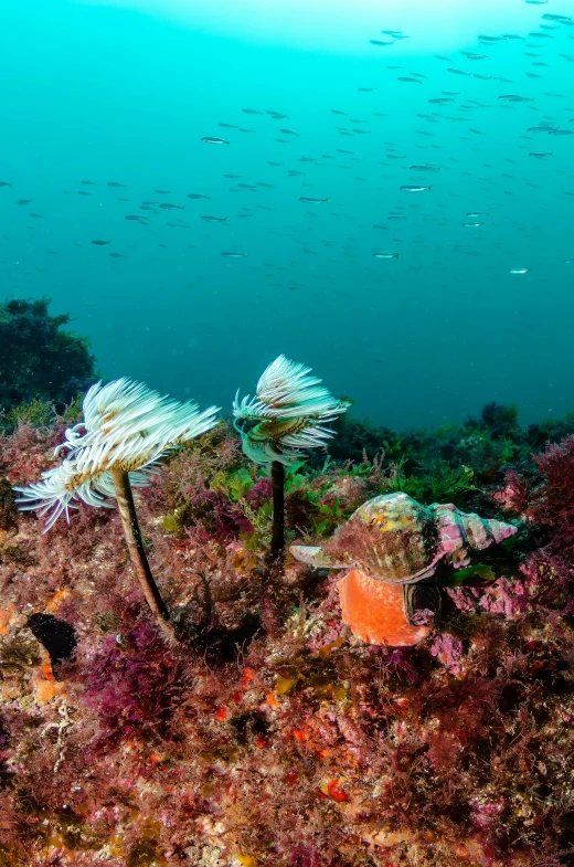 a underwater s of colorful corals in the ocean