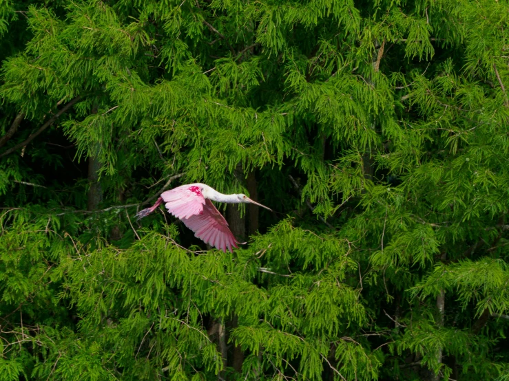 a bird in a tree flying low by