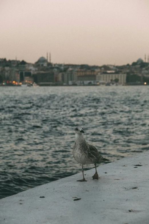 a seagull looking out at the water with buildings in the background